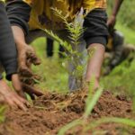 Elnet Group’s staffs planted 1,000 seedlings at  Entoto.